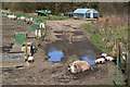 Woodfoot Pig Farm near Hawick