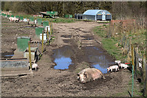 NT5010 : Woodfoot Pig Farm near Hawick by Walter Baxter