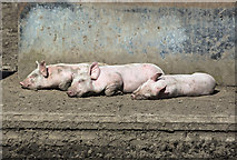 NT5010 : Three little piggies by Walter Baxter