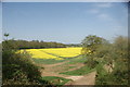 View of a field of oilseed rape from the Epping to Ongar Railway #2