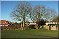 Trees, recreation ground, Horfield