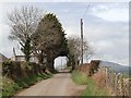 Tree arch on Moneycarragh Road