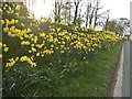 Daffodils on Park Road, Spofforth