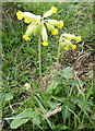 Cowslip, Stalisfield