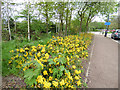 Flowers alongside Glenlea Road