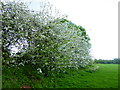 Blossom in Brent Valley Park