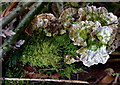 Moss and fungus by forest track