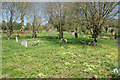 A natural part of the churchyard of St Mary