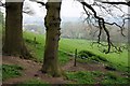 Hallhouse Coppice