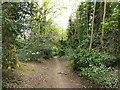 Path south down edge of Redhill Common