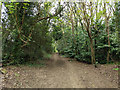 Path north up edge of Redhill Common