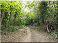 Path south down edge of Redhill Common