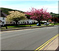 Late April blossom in Pontymister