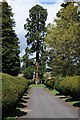 Giant Redwood tree