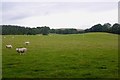 Field of sheep, Glen Eagles