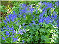 Spanish bluebells, Canterbury