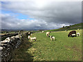 Sheep and lambs at Sunbiggin