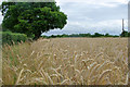 Field of barley