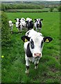 Inquisitive young cattle near Kirkby-in-Ashfield