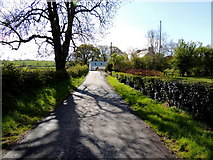 H5466 : Tree shadows along Clogherny Road by Kenneth  Allen