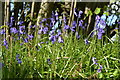 Bluebell bank beside Frenches Lane