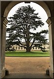 SP9632 : Magnificent tree in the courtyard at Woburn Abbey by Richard Humphrey