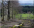 Felled area and line of beech trees above Cwm-coed-oeron