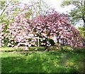 Ornamental cherry tree (Prunus spec)