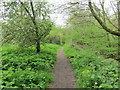 Woodland path beside Brook Dike