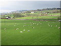 Sheep dotted field