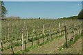 Sedlescombe Organic Vineyard