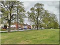 Trees on Poolbrook Road