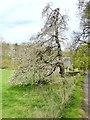 Tree in blossom in Roddam Dean