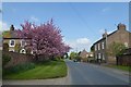 Blossom in Flawith