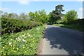 Verge of daffodils and dandelions