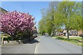 Blossom in Sowerby