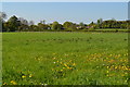 View across field looking towards Patney