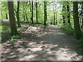 Junction of paths in woodland at Chellow Dean