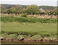 Coed ar Gors Ddyga / Trees on Malltraeth Marsh