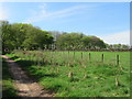 NT6545 : Woodland strip on Fawside near Gordon in The Borders by ian shiell