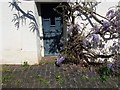Cullompton: door and wisteria