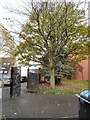 Tree of heaven (Ailanthus altissima)