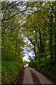 East Devon : Country Lane