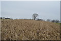 Straw left behind