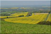 SU3662 : View over oilseed rape fields from Walbury Hill by David Martin