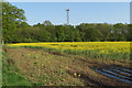 Phone mast rising from Evershaw Copse