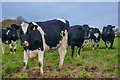 East Devon : Grassy Field & Cattle