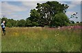 Wild flowers beside Glen Wood