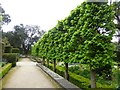 SD3577 : Espalier lime trees in the Elliptical Garden at Holker Hall by Oliver Dixon