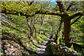 North Devon : Woodland Path